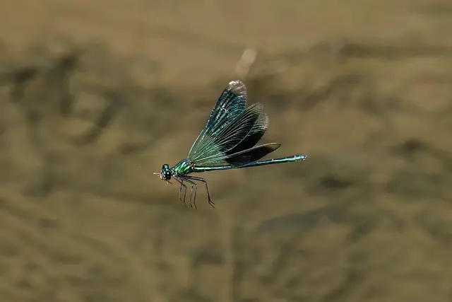 Gebänderte Prachtlibelle ( Männchen ) | Foto: Copyright Andreas Schäfer
