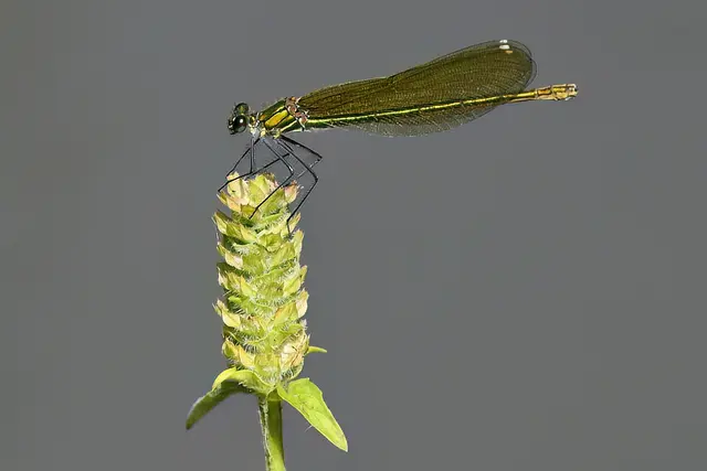 Gebänderte Prachtlibelle ( Weibchen ) | Foto: Copyright Andreas Schäfer