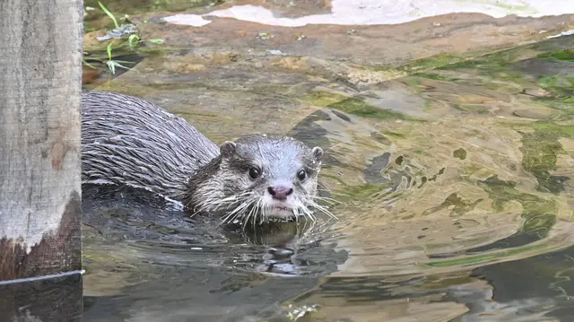 Zwergotter-Weibchen im Erlebniszoo Hannover