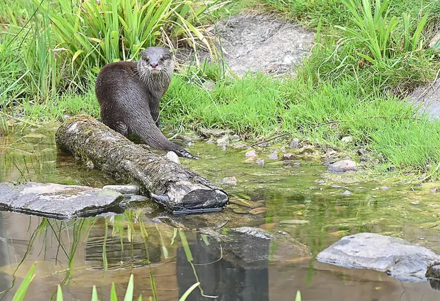 Zwergotter-Weibchen im Erlebniszoo Hannover