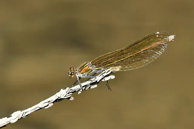 Gebänderte Prachtlibelle ( Weibchen ) | Foto: Copyright Andreas Schäfer