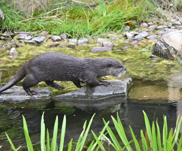 Zwergotter-Weibchen im Erlebniszoo Hannover