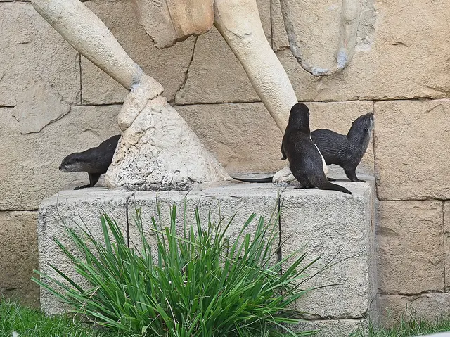 Zwergotter-Weibchen im Erlebniszoo Hannover