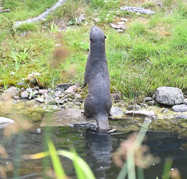 Ein schöner Rücken kann auch entzücken; Zwergotter-Weibchen im Erlebniszoo Hannover