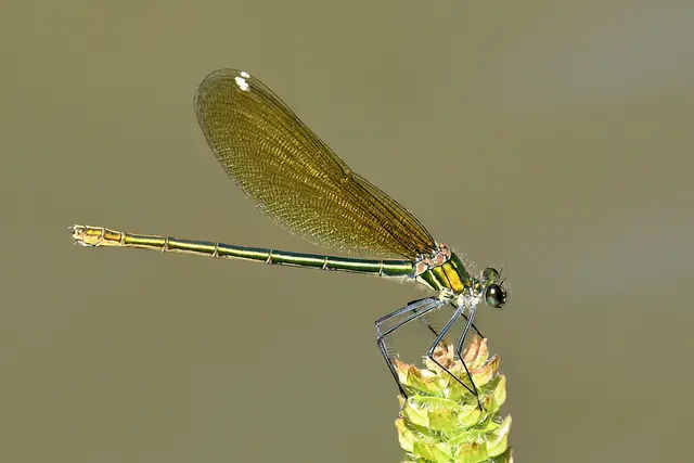 Gebänderte Prachtlibelle ( Weibchen ) | Foto: Copyright Andreas Schäfer