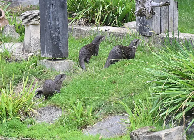 Zwergotter-Weibchen im Erlebniszoo Hannover