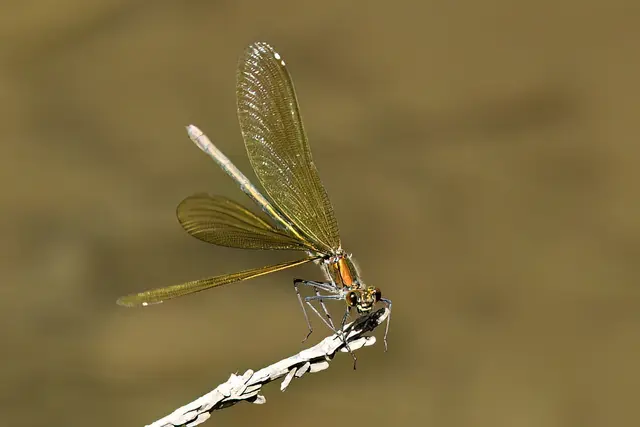 Gebänderte Prachtlibelle ( Weibchen ) | Foto: Copyright Andreas Schäfer