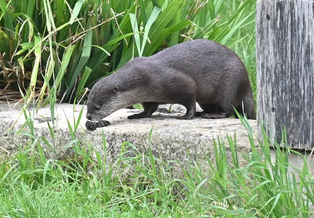 Zwergotter-Weibchen im Erlebniszoo Hannover