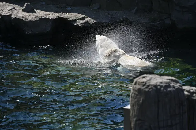 Bärchen schüttle Dich: Eisbär in Yukon Bay