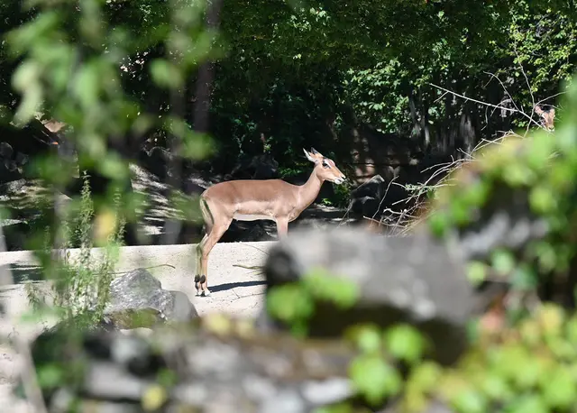 Impala am Sambesi
