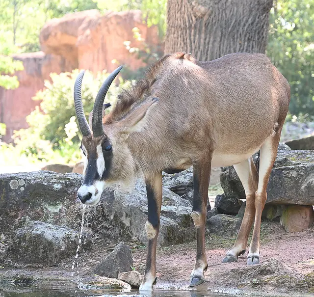 Pferdeantilope