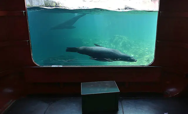 Unterwasserwelt mit Seelöwen