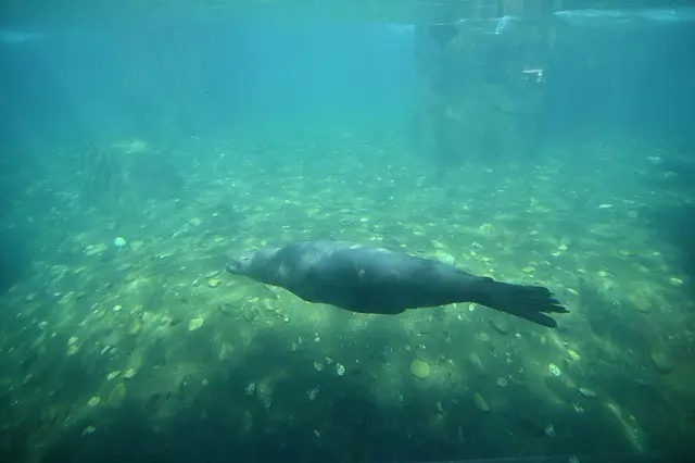 Unterwasserwelt mit Seelöwen