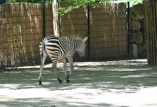 Zebras in der Sambesilandschaft
