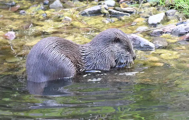 Neu im Zoo: Zwergotter im Dschungelpalast
