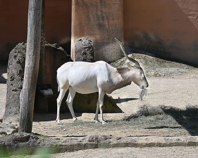 Addax-Antilope