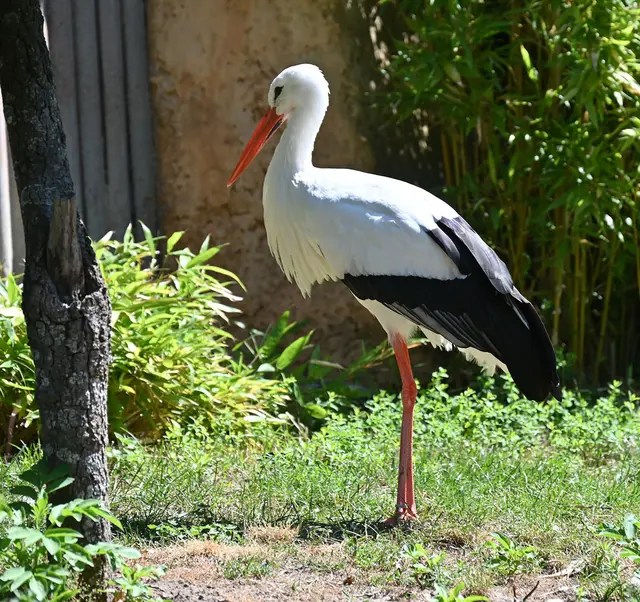 Weißstorch