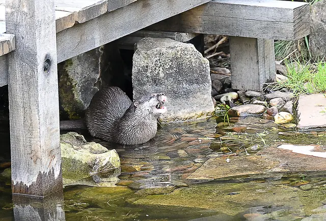 Neu im Zoo: Zwergotter
