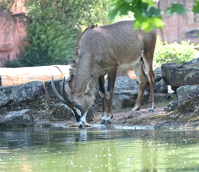 Eine Pferdeantilope hat Durst
