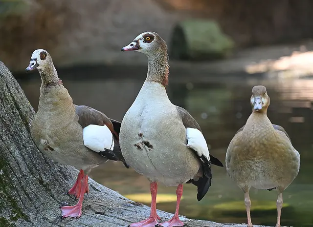 Nilgänse am Sambesi
