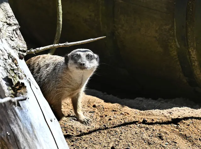 Erdmännchen am Sambesi