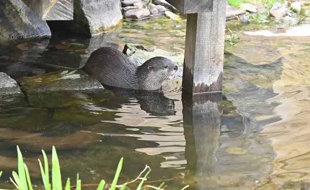Neu im Zoo: Zwergotter
