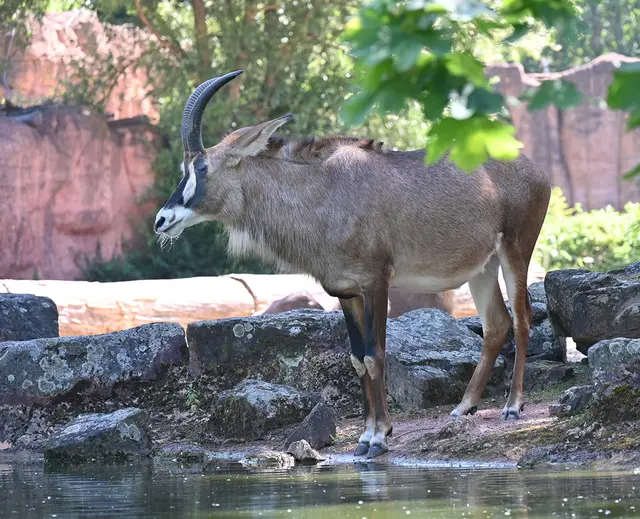 Pferdeantilope