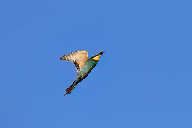 Foto: Copyright Andreas Schäfer