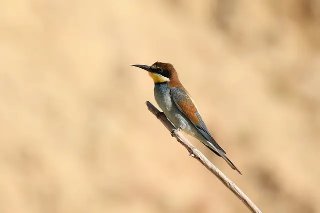 Foto: Copyright Andreas Schäfer