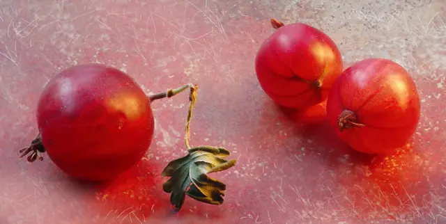 Frische Stachelbeeren sind nur kurz haltbar und sollten innerhalb von 2-3 Tagen aufgebraucht werden.