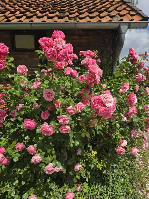 Foto: Manfred Held