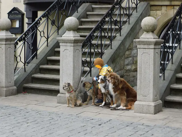 Kleinkind mit 4 Hunde. Symbolbild zum Beitrag: | Foto: Siegmund Walter, 20.09.2022, 11:40 Uhr