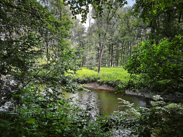 An der Möhne: Der dichte Auenwald ist eine Sehenswürdigkeit. | Foto: Shima Mahi