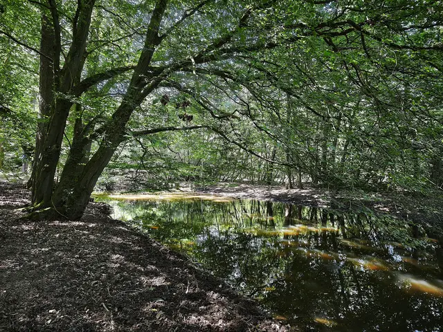 Der Schmalaubach mündet in den Hevesee. | Foto: Shima Mahi