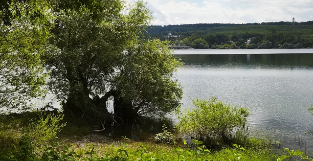 Uriger Baum; oben rechts im Bild ist der Möhneturm zu sehen. | Foto: Shima Mahi