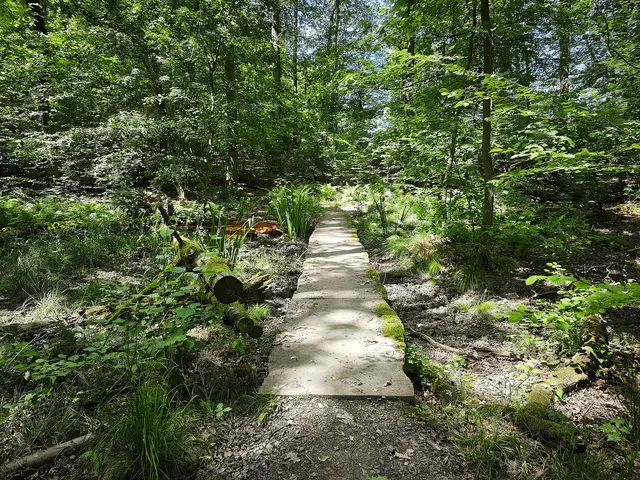 Wilde Natur im Schmalaubachgebiet | Foto: Shima Mahi