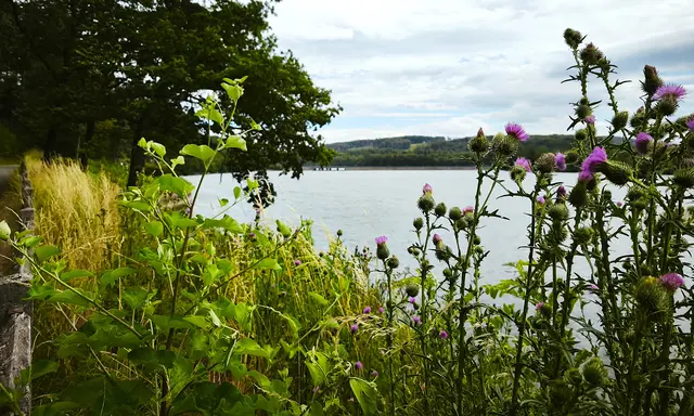 Am Hevesee | Foto: Shima Mahi