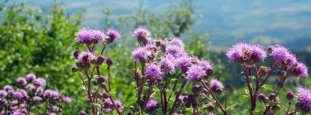 Natur pur auf dem Weg zur Schalke