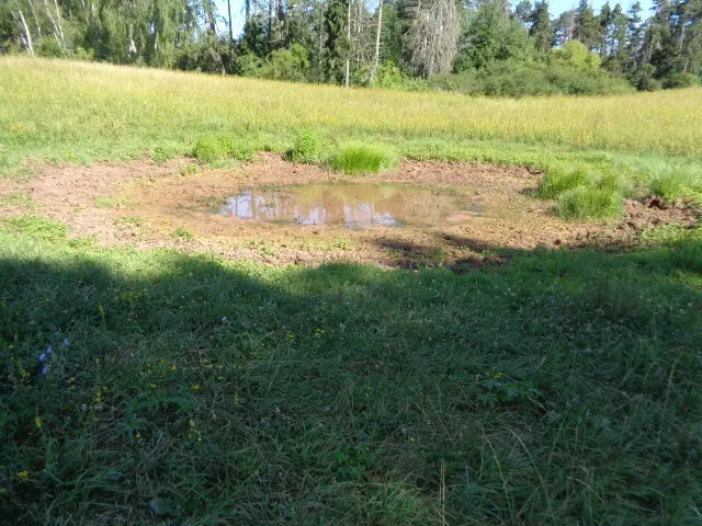 Wildschweinsuhle