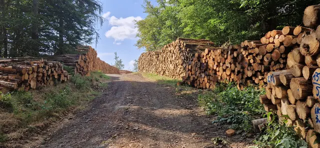 Holz zum abtransportieren gestapelt