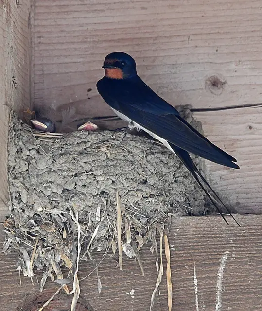Altvogel beim Nest