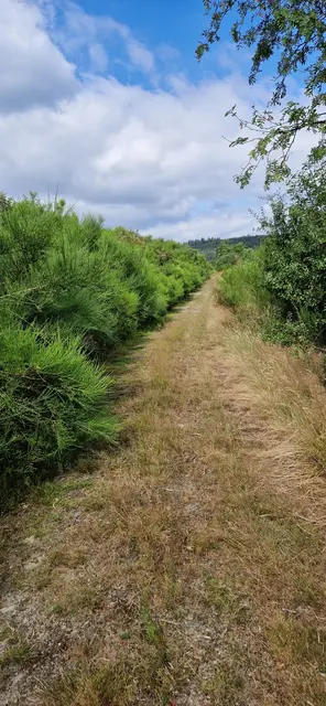 Ginsterwald am Wegesrand