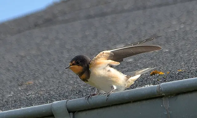 Flugversuche