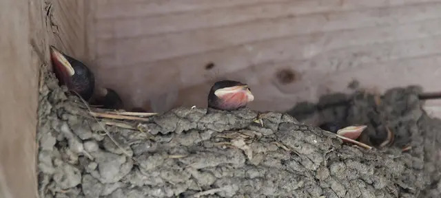 Nest mit Brut einer Rauchschwalbe
