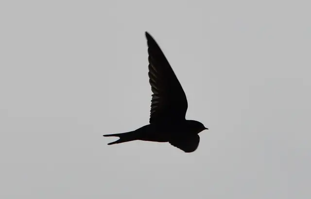 Rauchschwalbe im Flug