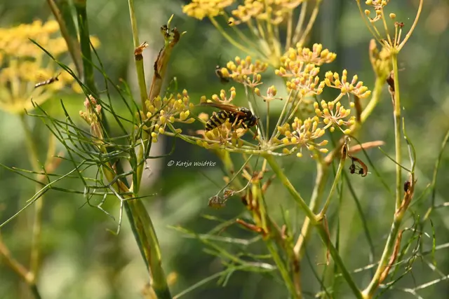Fenchel