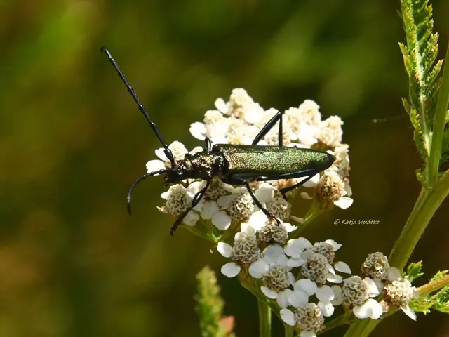 Moschusbock