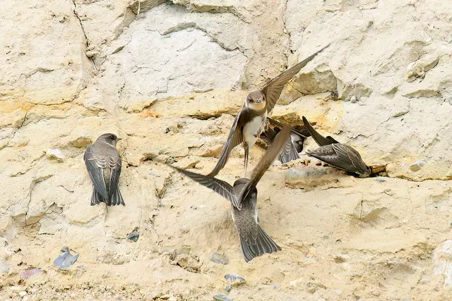 Foto: Copyright Andreas Schäfer