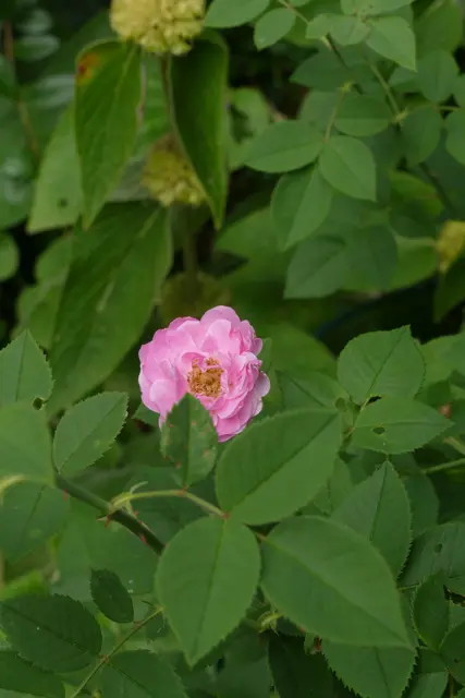 Unbekannte Rose