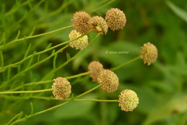 Olivenkraut